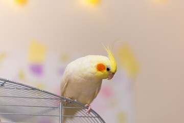 Cockatiel parrot.Bird with crest.Cute animal photo.Yellow bird.Favorite pet.Funny parrot.Home pet...