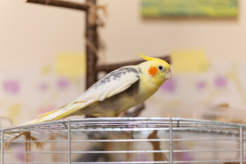 Cockatiel parrots.Funny parrots.Cockatiel pets.Bird with a crest.Cute animal.Funny...