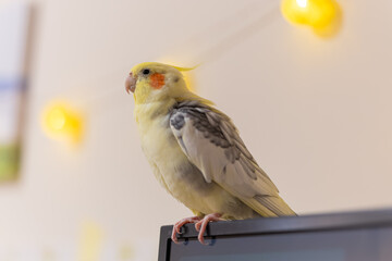 Cockatiel parrot.Bird with crest.Cute animal photo.Yellow bird.Favorite pet.Funny parrot.Home pet...