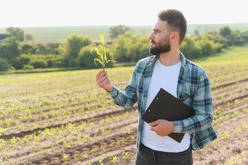 Agronomist holding corn sprout and inspecting field growth