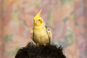 Beautiful photo of a bird. Ornithology.Funny parrot.Cockatiel parrot.
Home pet yellow...