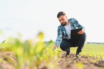 Farmer examining corn crop in cultivated field with clipboard