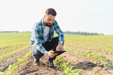 Agronomist examining corn seedlings with digital tablet in cultivated field