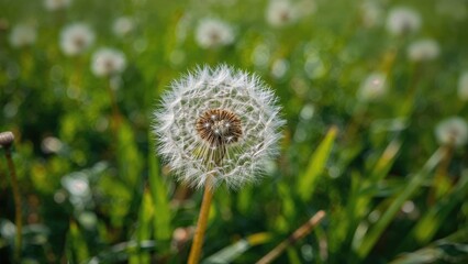 Fototapeta premium Detailed view of fluffy dandelion seeds against a blurred green background