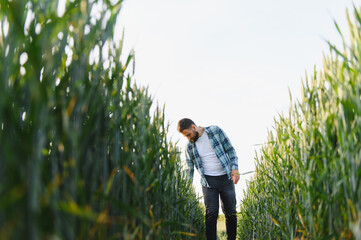 Agronomist inspecting wheat crop in cultivated field before harvest