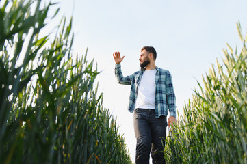 Agronomist walking and inspecting green wheat field before harvest