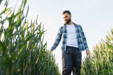 Agronomist walking and inspecting green wheat field before harvest