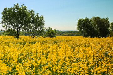 Obraz premium Pole rzepaku