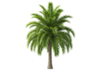 lush green coconut palm tree with vibrant, intricate fronds and fibrous trunk, full standalone object on a transparent studio background with no shadows and bright sunlight highlights, pristine