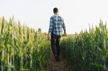 Farmer walking through wheat field before harvest at sunset