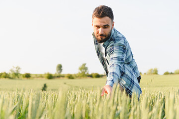 Farmer inspecting wheat crop in cultivated field before harvest