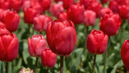 Obraz premium Close up of vibrant red tulip flowers in a lush garden field during spring season with blurred background tulip blooms