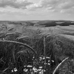 field of wheat