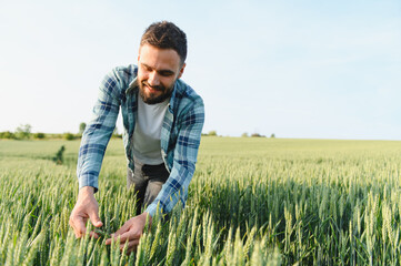 Agronomist inspecting wheat crop in cultivated field before harvest