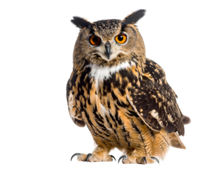 Watchful owl with bright orange eyes and distinctive ear tufts stands poised and ready.