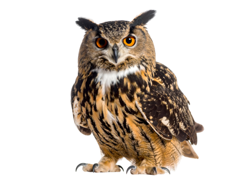 Watchful owl with bright orange eyes and distinctive ear tufts stands poised and ready.