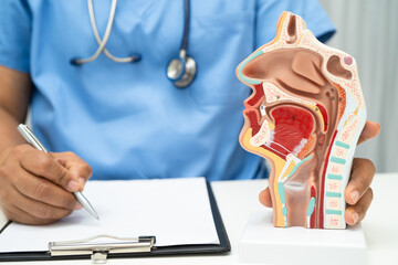 Asian doctor with nasal oral throat cavity neck human anatomy model for study diagnosis and...