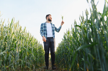 Agronomist holding and inspecting wheat stalk in cultivated field