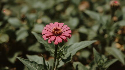 Detailed view of a pink zinnia flower