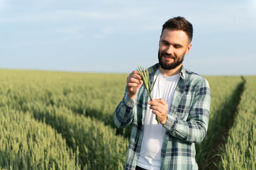 Agronomist holding and inspecting wheat crop in field before harvest