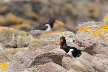 Oystercatcher on its nest in the rocks of the shoreline at Raz on Alderney Channel Islands shows...