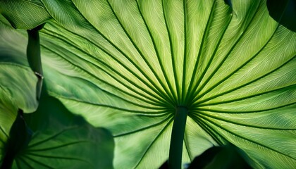 abstract soft fabric green lotus leaves background