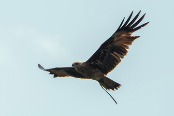 Changeable hawk eagle flying in the sky
