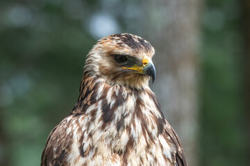 Close up of a changeable white eagle
