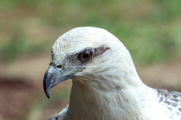 Close up of a white sea eagle
