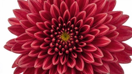 Obraz premium Detailed macro photography of a chrysanthemum in an earthenware pot set on a white background