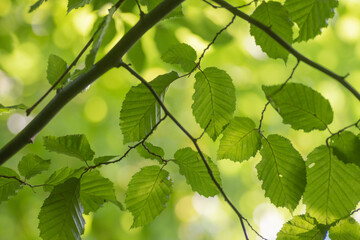 green leaves background in sunny day with blur background and bokeh