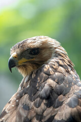 Close up of a changeable white eagle