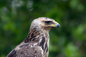 Close up of a changeable white eagle