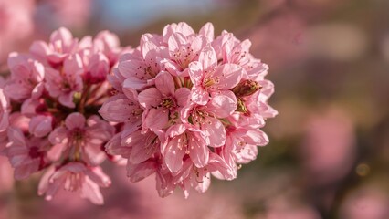 Zoomed image of blooms on a flowering shrub, nature, spring, floral, beauty, color, plant, pink, growth, beautiful