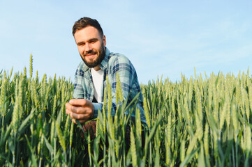 Agronomist inspecting young wheat crop in cultivated field