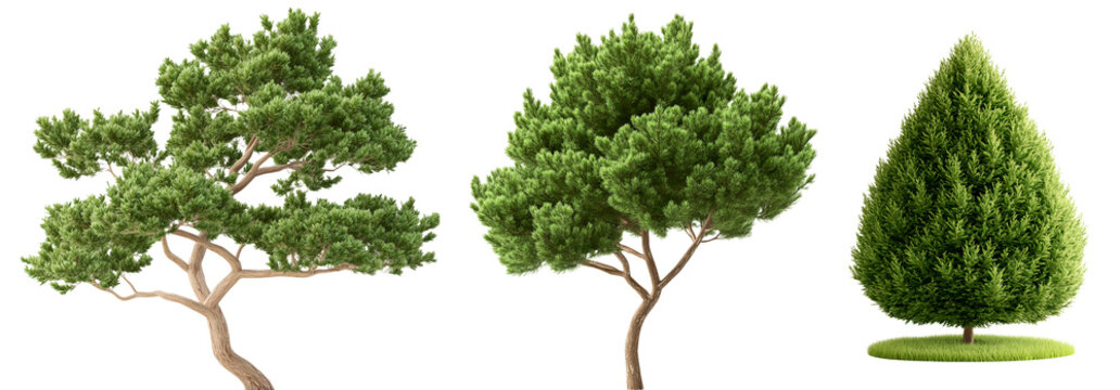 A trio of lush evergreen juniper trees with dense verdant foliage stand isolated against a clean white background showcasing their natural beauty and elegance