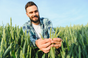 Agronomist inspecting young wheat crop in cultivated field