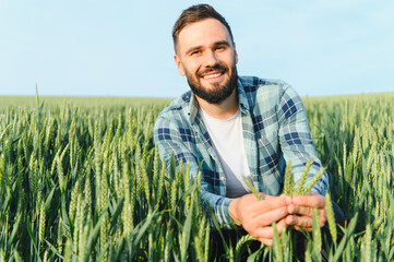 Happy agronomist inspecting and touching green wheat ears in field before harvest