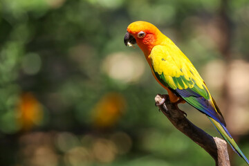 Obraz premium The mini parrot bird on stick tree