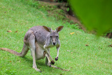 The kangaroo is stay and eat grass in garden