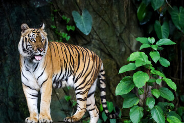 Close up Indochinese tiger is beautiful animal and dangerous in forest