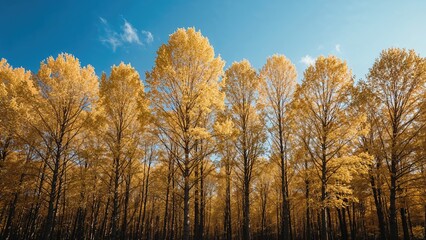 Fototapeta premium Golden gingko biloba forest illuminated by sunshine on a clear autumn day