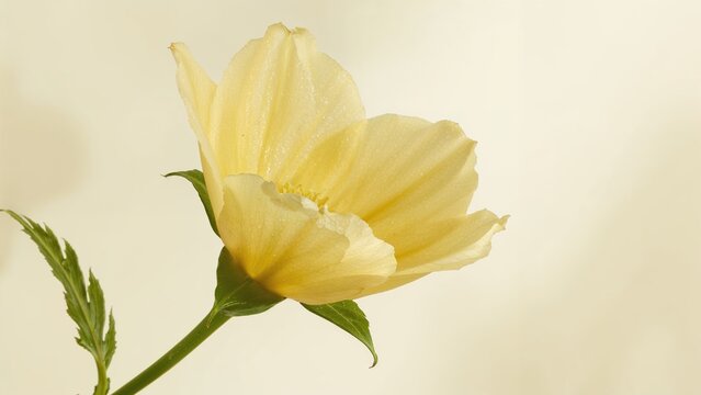 Bright yellow ixeris flower set on a smooth blurred scene