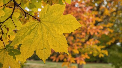 Obraz premium Radiant spring leaves glowing in yellow