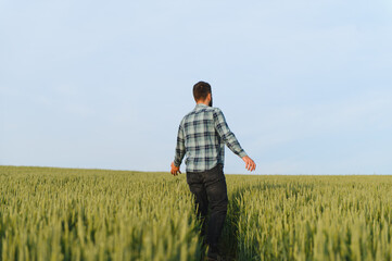 Agronomist walking through wheat field before harvest time