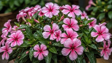 Lovely pink blossoms in a planter outside following rainfall