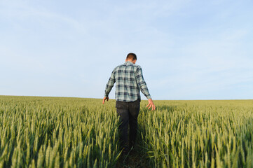 Farmer walking through wheat field before harvest at sunset