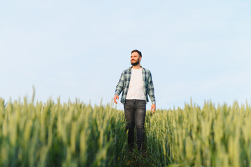 Agronomist walking and inspecting green wheat field before harvest