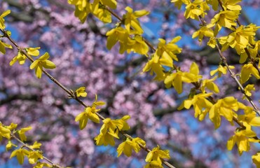 Bright yellow forsythia branches with abundant blooms stand out against a soft, blurred background...