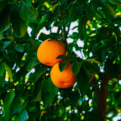 Fruits of Labor